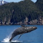 Whale-watching sites