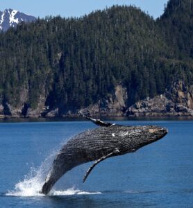 Whale-watching sites