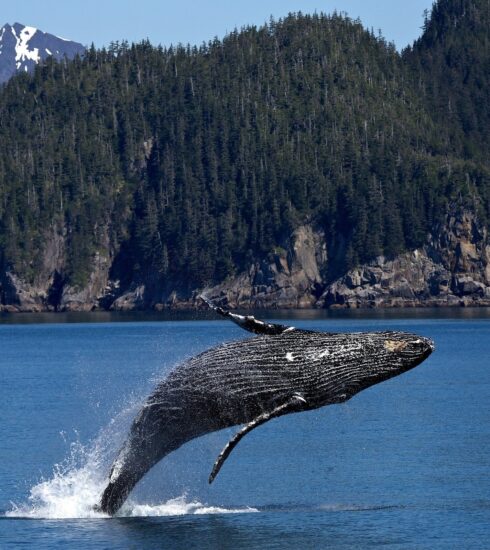 Whale-watching sites